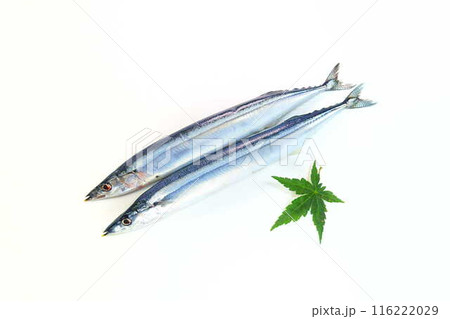 サンマ 秋刀魚 さんま サンマ 秋刀魚 さんま 116222029