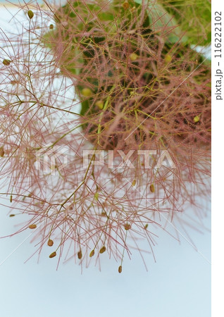 煙のようなスモークツリーの花穂　　　　 116222102