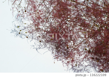 煙のような赤紫色のスモークツリーの花穂　　 116222109