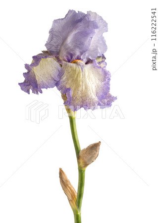 Iris flower isolated on background. 116222541