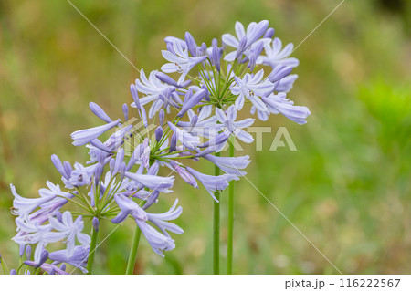 満開のアガパンサス01 満開のアガパンサス01 116222567