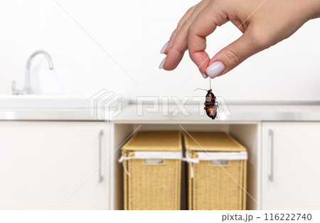 Female hand holding big dead cockroach over blurred background of laundry room with sink. Concept of pest control 116222740