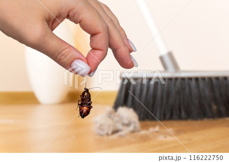 Hand holding dead cockroach with background of brush cleaning a wooden floor 116222750