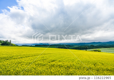 北海道上川郡美瑛町の丘の風景 116222965