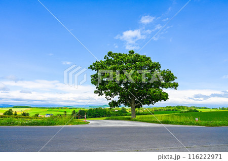 北海道上川郡美瑛町の丘の風景 116222971