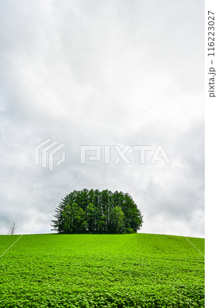 北海道上川郡美瑛町の丘の風景 116223027