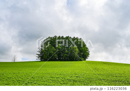 北海道上川郡美瑛町の丘の風景 116223036
