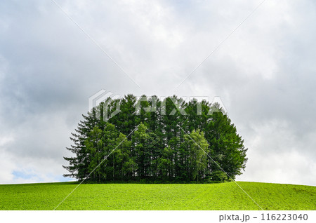 北海道上川郡美瑛町の丘の風景 116223040