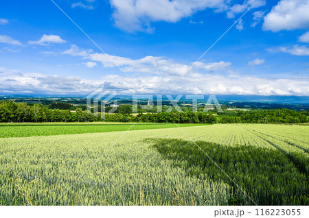 北海道上川郡美瑛町の丘の風景 116223055