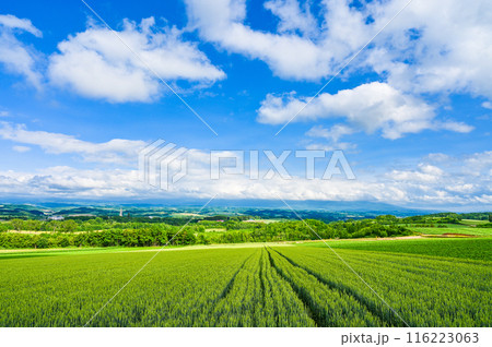 北海道上川郡美瑛町の丘の風景 116223063