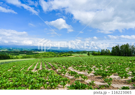 北海道上川郡美瑛町の丘の風景 北海道上川郡美瑛町の丘の風景 116223065
