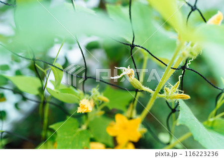 cucumber plant weaves along grid, with peduncles and fruits cucumber plant weaves along grid, with peduncles and fruits 116223236