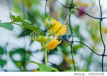 cucumber plant weaves along grid, with peduncles and fruits cucumber plant weaves along grid, with peduncles and fruits 116223238