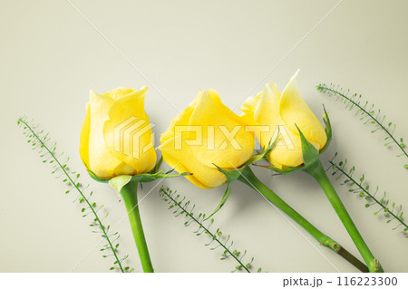 Yellow roses on beige background, closeup, top view, copy space 116223300