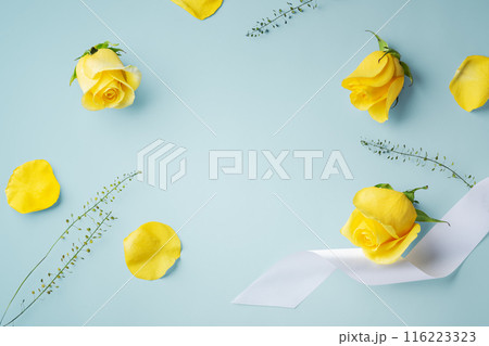 Yellow rose flower and petal with white ribbon on blue background, top view, copy space 116223323