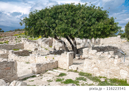 Ancient ruins of Roman house with a lush tree under cloudy sky. Limassol District. Kourion archaeological site 116223541