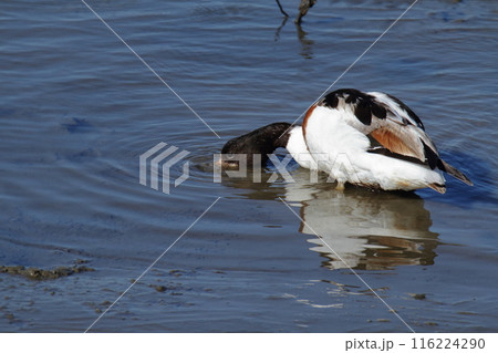 荒尾市　海岸　ツクシガモ、 116224290