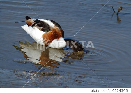荒尾市　海岸　ツクシガモ、 116224306
