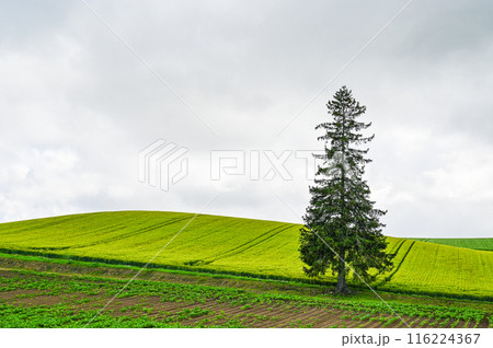 北海道美瑛町のクリスマスツリーの木 北海道美瑛町のクリスマスツリーの木 116224367