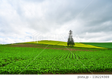 北海道美瑛町のクリスマスツリーの木 116224369