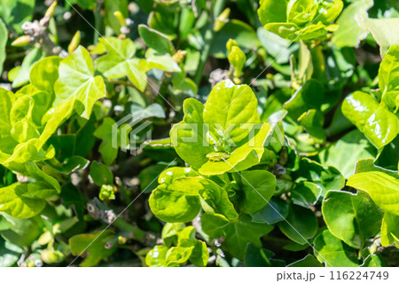 Green bedbug in green leaves, find the bug riddle, test for colorblind people, camouflage color 116224749