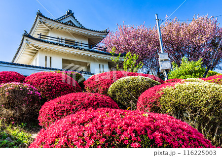 肥前犬山城のツツジ 【佐賀県杵島郡白石町】 肥前犬山城のツツジ 【佐賀県杵島郡白石町】 116225003