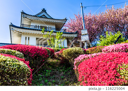 肥前犬山城のツツジ 【佐賀県杵島郡白石町】 肥前犬山城のツツジ 【佐賀県杵島郡白石町】 116225004