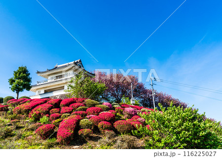 肥前犬山城のツツジ　【佐賀県杵島郡白石町】 116225027