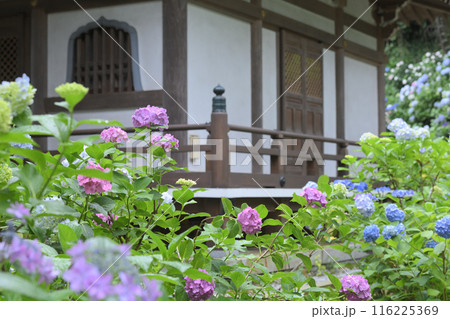 梅雨　アジサイ寺 116225369
