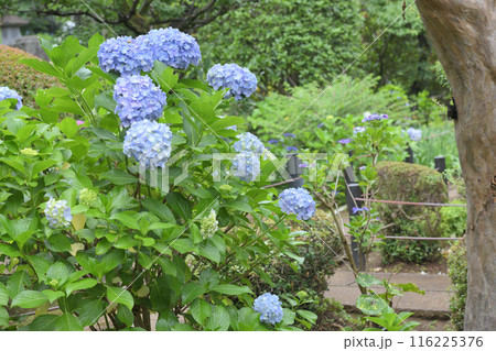 梅雨　アジサイ寺 116225376