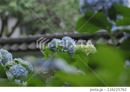 梅雨　アジサイ寺 116225762