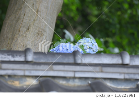 梅雨 アジサイ寺 梅雨 アジサイ寺 116225961