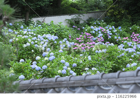 梅雨　アジサイ寺 116225966
