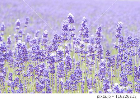 前景も背景もラベンダー5 116226215