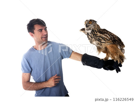Eurasian eagle-owl in studio Eurasian eagle-owl in studio 116226549