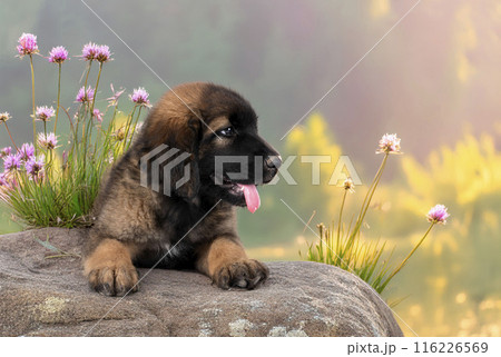 puppy Leonberger in nature puppy Leonberger in nature 116226569