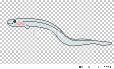 Cute glass eel illustration simple Cute glass eel illustration simple 116226664