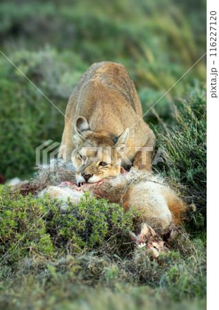 Puma stands chewing guanaco carcase in bushes Puma stands chewing guanaco carcase in bushes 116227120