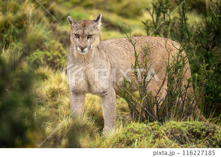 Puma stands staring in bushes in rain 116227185