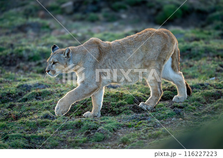Puma walks down grassy hill lifting paw Puma walks down grassy hill lifting paw 116227223