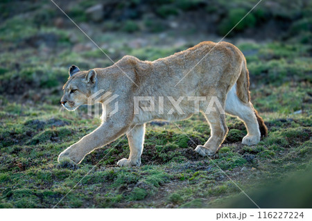 Puma walks down grassy hill stretching foreleg Puma walks down grassy hill stretching foreleg 116227224