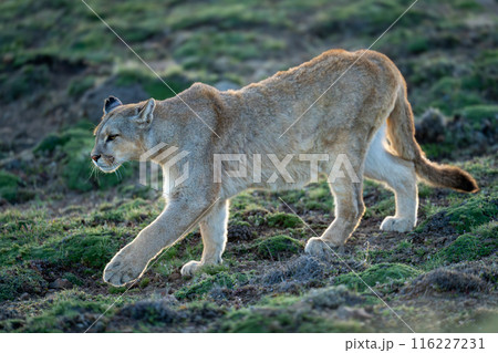 Puma walks down grassy slope stretching foreleg 116227231