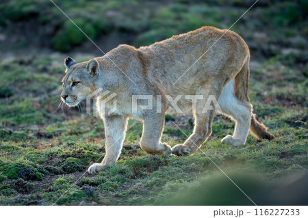 Puma walks down hill with blurred foreground Puma walks down hill with blurred foreground 116227233