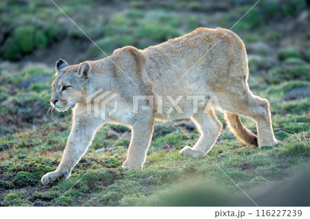 Puma walks down slope with blurred foreground 116227239