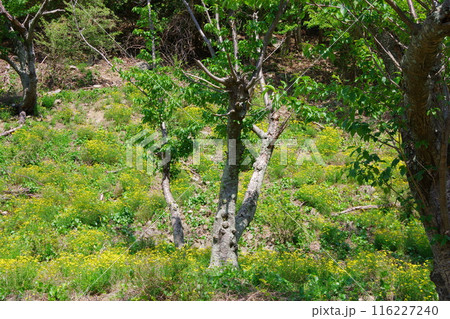 ナルトサワギク ナルトサワギク 116227240