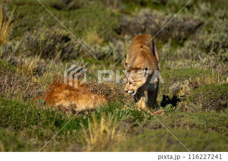 Puma walks past guanaco carcase in scrubland 116227241