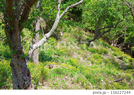 ナルトサワギク 116227244