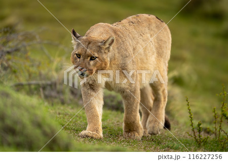 Puma walks up grassy slope tilting head Puma walks up grassy slope tilting head 116227256
