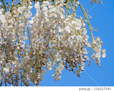 青空に白いフジの花 116227345