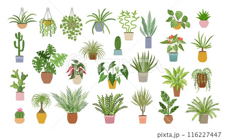 Plant set, flower in pot. Alocasia, begonia, green houseplant. Indoor pot planter, palm and aloe in vase. Different flowerpot, jungle urban. Home garden, ECO city. Vector cartoon flat illustration 116227447